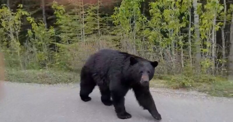 2024.06.14 Bear @Icefields Parkway